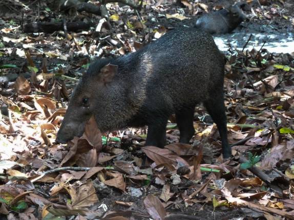 Um catitu procura comida em folhagem do Parque Nacional Corcovado, na Península de Osa, no sul da Costa Rica